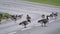 Wild Geese on road causing traffic hazard.