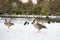 Wild geese, snow covered landscape