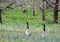 Wild geese in spring fruit orchard