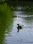 Wild geese swim in a pond in a city park