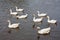 Wild geese swimming in a lake