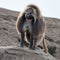Wild gelada baboon monkey in rugged landscape natural surroundings