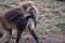 Wild gelada baboon monkey in rugged landscape natural surroundings