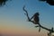 Wild Gelada Baboon in the Simian Mountains at dawn, Ethiopia