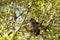 Wild Geoffreys Spider Monkey Hanging from Tree