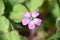 Wild geranium flower Geranium rotundifolium.