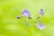 Wild Geranium flowers