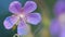 Wild geranium flowers with purple petals and green leaves in wind. Close wild geranium flower.