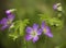 Wild Geranium (geranium maculatum)