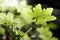 Wild Geranium leaves