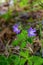 Wild geraniums, Geranium maculatum