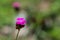 Wild german carnation Dianthus plumarius close up macro shot