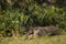 Wild Giant Anteater Strolling by Fan Palms