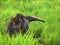 Wild Giant Anteater (Yurumi), seen in the wild near Bonito, Brazil.