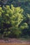 Wild giant bamboo plant growing on riverbank in Laos