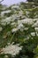 Wild giant Hogweed plant with flowering. Heracleum. Poisonous plant. A giant dangerous allergic plant grows in a field. Poisonous