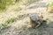 Wild giant Iguana is lying on the ground in the zoo.