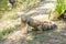 Wild giant iguana in zoo