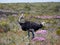 Wild giant Ostrich run away in the blossoming fields near Cape Town . South Africa