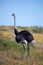 Wild giant Ostrich walks in the blossoming fields near Cape Town . South Africa