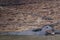 Wild Giant Otter Chewing Fish in River along Riverbank