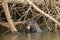 Wild Giant Otter Chewing Fish in River under Bush