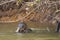 Wild Giant Otter Gnawing Fish in River under Branch