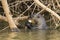 Wild Giant Otter Gnawing Fish in River under Roots