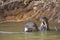 Wild Giant Otters: Gnawing Fish, Stretching Neck above Water