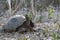 Wild giant tortoise on galapagos island