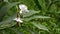 Wild ginger flowers in a cloud forest