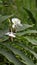 Wild ginger flowers in a cloud forest