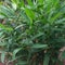 Wild ginger plant or curved stem