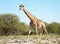 Wild giraffe in african savann