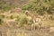 Wild giraffe in the heart of savannah, Kruger national park, SOUTH AFRICA