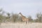 Wild giraffe in the heart of savannah, Kruger national park, SOUTH AFRICA