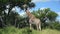 Wild giraffe at Kruger park turns head to camera