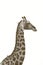 Wild giraffe moremi game reserve