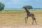 Wild giraffe running