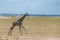 Wild giraffe running in the savannah