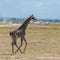 Wild giraffe running in the savannah