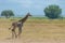 Wild giraffe running in the savannah