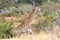Wild giraffe in savana grasss, South Africa