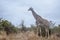 Wild giraffe walking in savannah, in Kruger National park