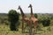 Wild giraffes
