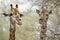 Wild giraffes in Kruger national park, SOUTH AFRICA