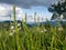 Wild Gladiola flowers growing in the mountains of Guatemala