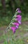 Wild gladiolus flowers .