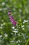 Wild gladiolus flowers .