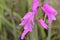 Wild gladiolus in the garden .